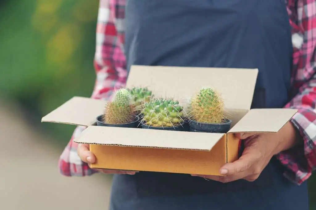 How to Pack Plants for Moving: Step-by-Step-2 selling-plant-online-close-up-hands-holding-shipping-box-full-with-pots-plants_1150-26649